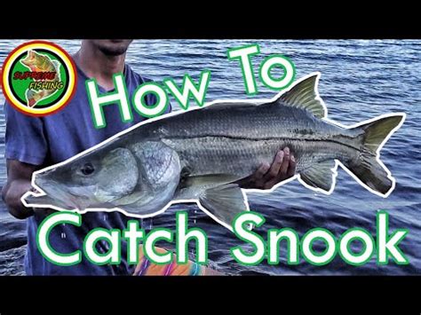 How To Catch Snook In Florida Tackle Tips Locations Techniques And