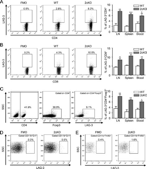 Lag Expression Is Significantly Upregulated In Hnscc Mouse Model A