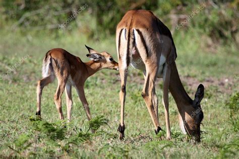 Baby Impala Antelope and Mother — Stock Photo © fouroaks #5377864