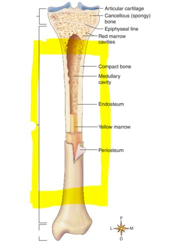 Bone Cartilage Tumors Flashcards Quizlet