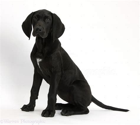 Dog: Black Pointer puppy photo WP38464