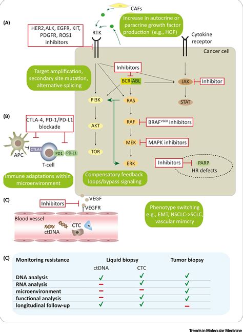 Precision Oncology The Road Ahead Trends In Molecular Medicine