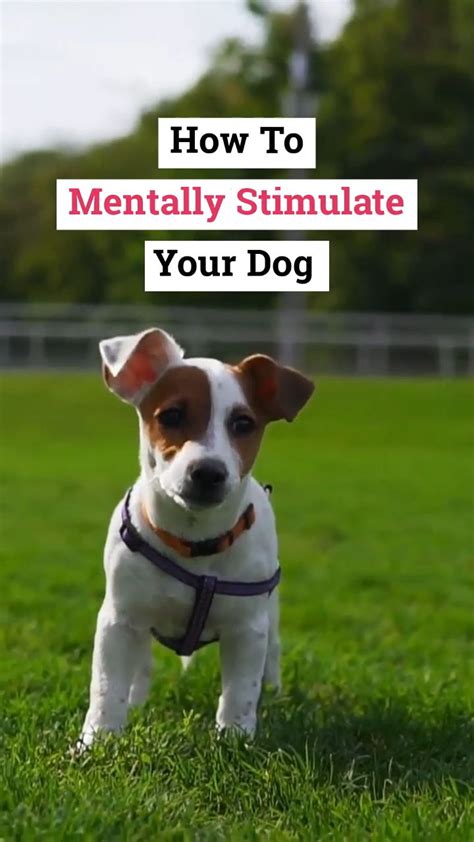 How To Mentally Stimulate Your Dog The Pet Supply Guy Video Video