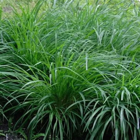 CAREX OSHIMENSIS Négoplantes spécialiste en négoce de plantes