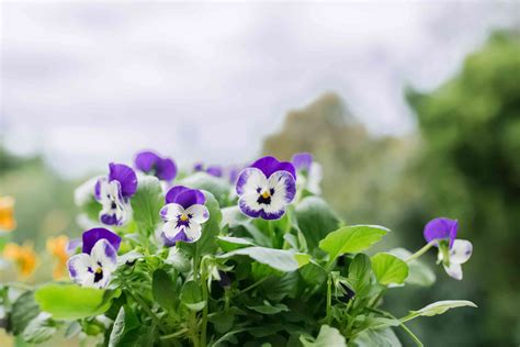 Violas Plant Care And Growing Guide