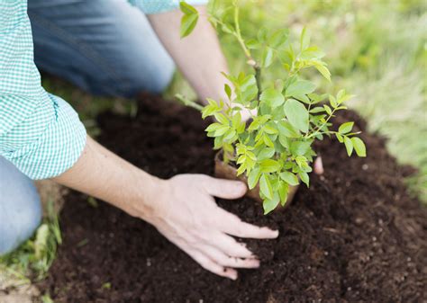 Reasons To Renovate Your Yard This Spring Treenewal