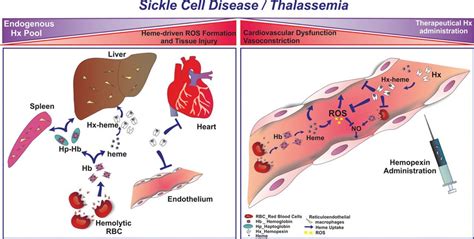 Hemopexin Therapy Improves Cardiovascular Function By Preventing Heme