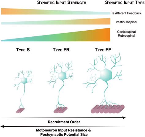 Motor Unit Types Are Shown With Burke Et Al 1973 Original