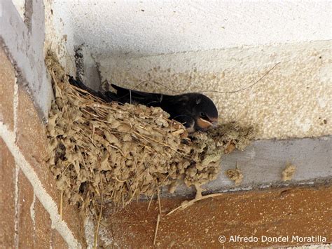 Naturaleza En Santorcaz Y Otras Tierras Un Nido De Golondrinas En Casa