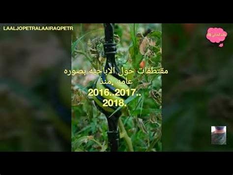 الأفلام المدمره ومشاهدات الخراب PORN GRAPHICS مقتطفات نشرنا حول بصوره عامه منذ 2016 2017 2018