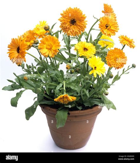 Ringelblume Calendula Officinalis Stock Photo Alamy