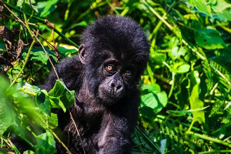 Facts about mountain gorillas - Discover Gorillas