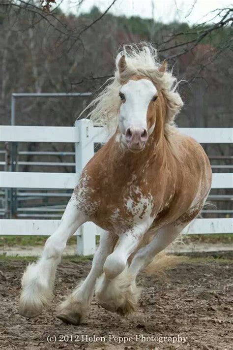 Gypsy Vanner | Horses, Animals, Gypsy vanner