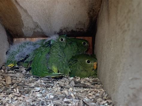 Small Bird Big Hopes On Twitter RT Teamswiftparrot Good