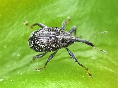 Pepper Weevil Anthonomus Eugenii