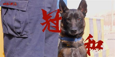 功勋犬来啦丨侦探警犬冠和 新华网