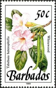 Stamp Whitewood Tabebuia Heterophylla Barbados Wild Plants Mi BB