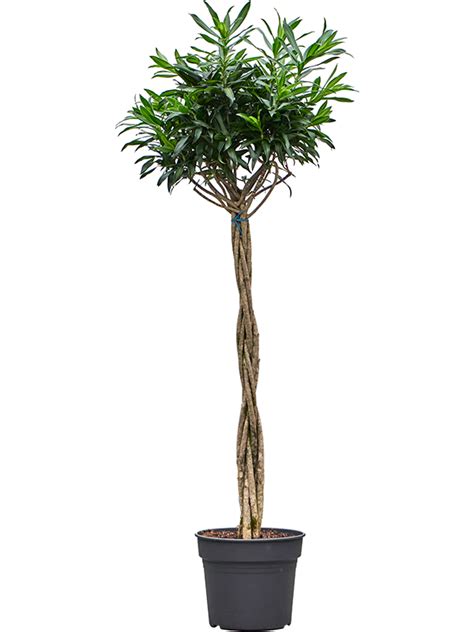 Pleomele Dracaena reflexa Song of Jamaica Sklep z roślinami CocaFlora