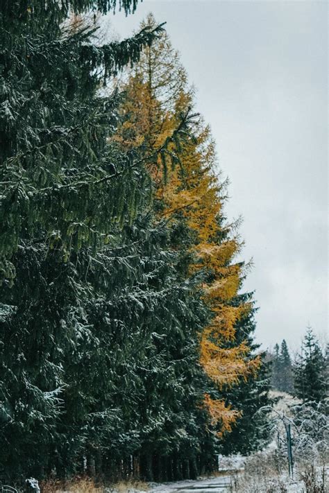 Evergreen Trees in Winter · Free Stock Photo