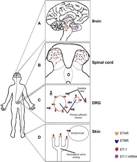 A Schematic Of The Location Of Endothelin 1 Et 1 And Endothelin Download Scientific Diagram