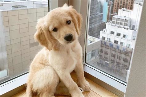 Top 5 Mini Golden Retriever Breeders In The U.S.