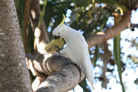 Sulphur Crested Cockatoo Cacatua Galerita Queensland Australia Stock