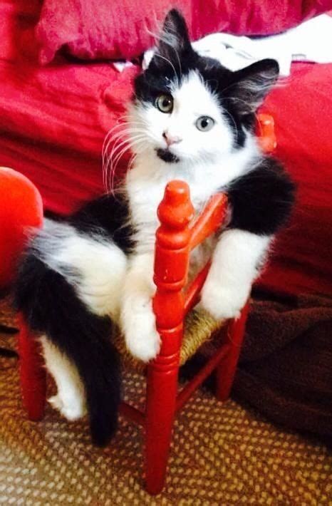 Literally Just A Bunch Of Photos Of Cats Sitting In Tiny Chairs Cat