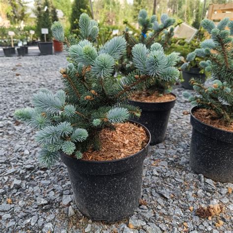 PALLOHOPEAKUUSI GLAUCA GLOBOSA Picea Pungens Glauca Globosa 50 Cm