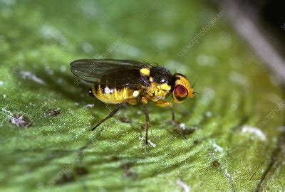 Vegetable Leaf Miner Fly Stock Image Z340 0786 Science Photo Library