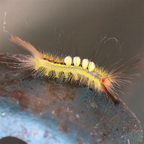 White Marked Tussock Moth Caterpillar Hodges8316 Lateral Dorsal