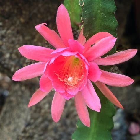 Captivating Cactus And Striking Succulents 31 In A Series Epiphyllum A Gardeners Notebook