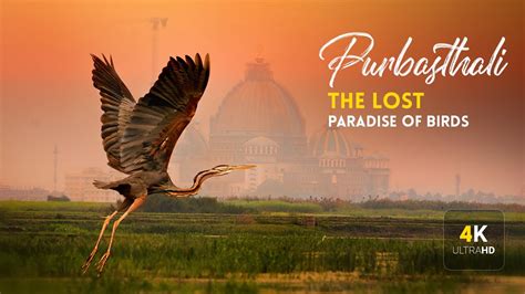 Purbasthali The Lost Paradise Of Birds Chupir Char Purbasthali Bird