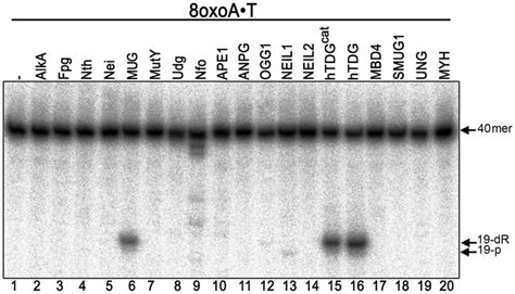 Activity Of Various E Coli And Human Ber Enzymes On 8oxoa•t