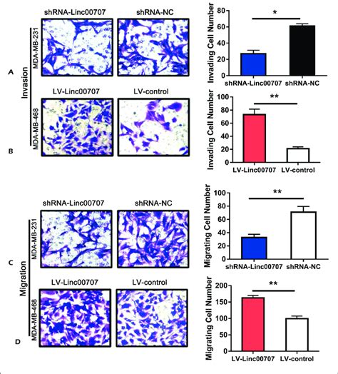 Linc Affected The Invasion And Migration Of Bc Cells A B The