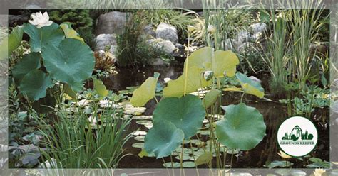 5 Tips For A Low Maintenance Natural Ecosystem Pond