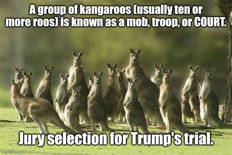 Kangaroo Court Imgflip