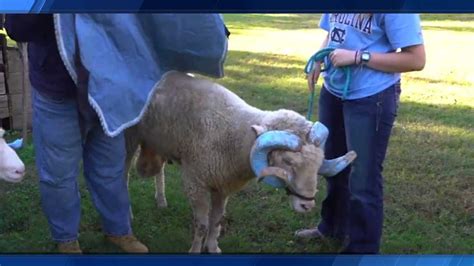 Rameses, longtime UNC-Chapel Hill mascot, has died