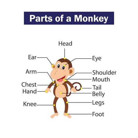 Premium Vector A Cartoon Illustration Parts Of A Monkey