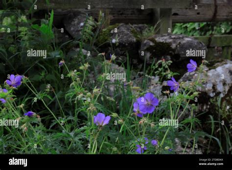 D Estate E I Pesci Nuotano Gli Uccelli Cantano E I Fiori Sono In Fiore