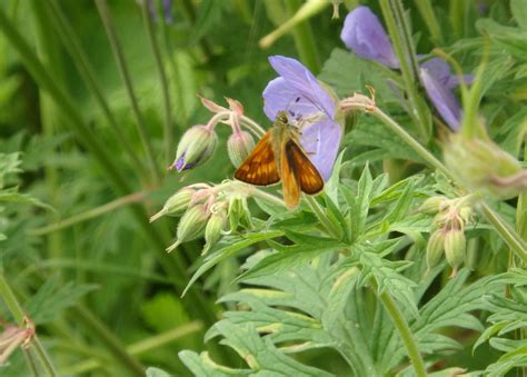 Ewelme Wildlife