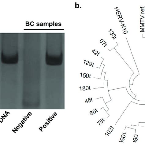 Amplification and sequencing of MMTV-like env sequences. (a ... 