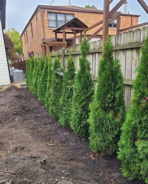 Emerald Green Arborvitae Spacing And Growth Rate