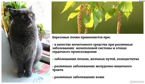 Мочекаменная болезнь (МКБ) у котов и кошек: симптомы и лечение