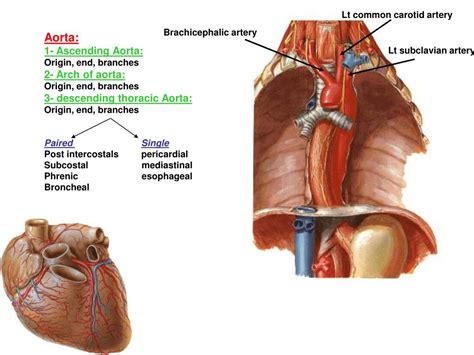 Ppt Sternal Angle Powerpoint Presentation Free Download Id853487