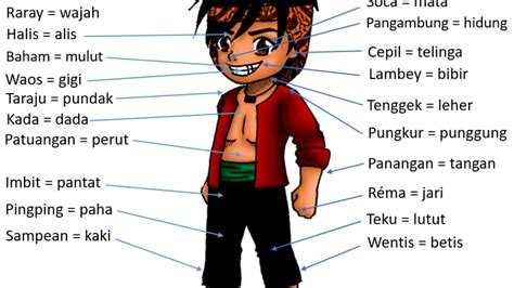 Gambar Animasi Anggota Badan Manusia Koleksi Gambar