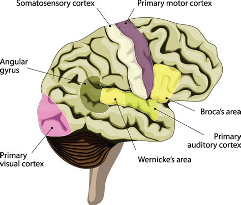 Brocas Area The Definitive Guide Biology Dictionary