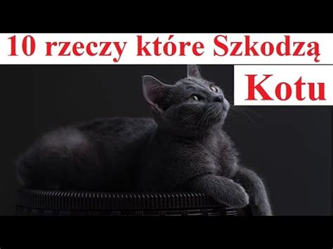 10 rzeczy które Szkodzą Kotu YouTube