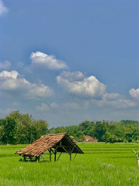 82+ Wallpaper Hd Pemandangan Sawah For FREE - MyWeb