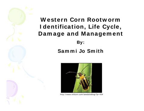 (PDF) Western Corn Rootworm Identification, Life Cycle, Damage ...