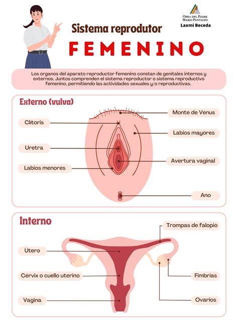 Cervical Cancer Carcinoma Of Cervix Stock Vector Illustration Of Cancer